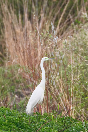 Great Egret (Ardea alba) Great White Egret, Common Egretの写真素材