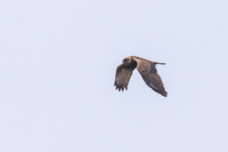 Western Marsh Harrier in flight (Circus Aeruginosus)の写真素材