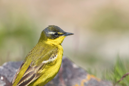 Yellow Bird Close Up, Western Yellow Wagtail (Motacilla flava)の写真素材