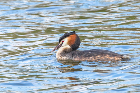 Great Crested Grebe on Water (Podiceps cristatus)の写真素材