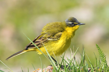 Yellow Bird in the Grass, Western Yellow Wagtail (Motacilla flava)の写真素材