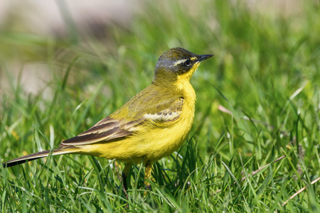 Yellow Bird in the Grass, Western Yellow Wagtail (Motacilla flava)の写真素材