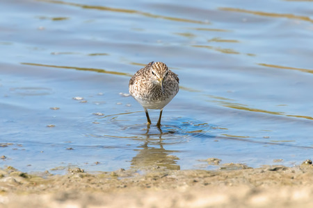 Sandpiper, Wood sandpiper in Shallow Water (Tringa glareola) Wader Bird Sandpiperの写真素材