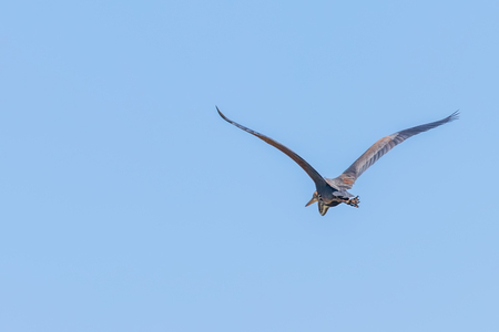 Purple Heron in flight blue sky (Ardea cinerea)の写真素材