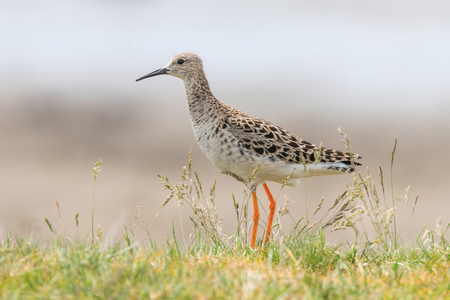 Ruff Bird (Philomachus pugnax) Ruff Wader Birdの写真素材