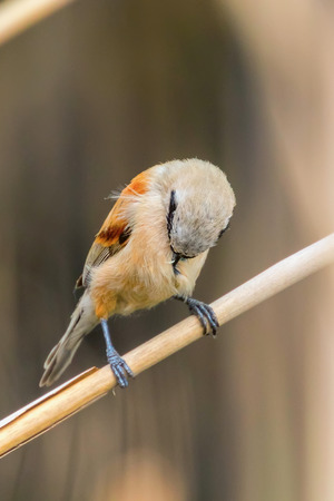 Eurasian Penduline Tit Sitting on Reed  (Remiz pendulinus)の写真素材
