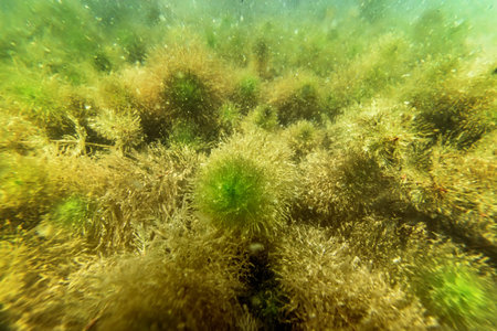 Underwater Freshwater Flora Rivers, Lakes, Pond,  Underwater Flora