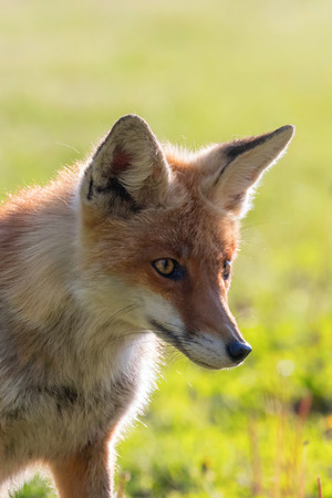 Red Fox Close up Portrait (Vulpes vulpes)の写真素材