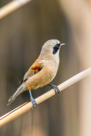 Eurasian Penduline Tit Sitting on Reed  (Remiz pendulinus)の写真素材