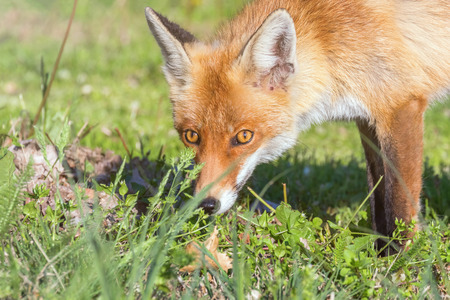 Red Fox Close up Portrait (Vulpes vulpes)の写真素材