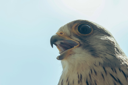 Common Kestrel Portrait Beak Wide Open (Falco tinnunculus) European kestrel.の写真素材