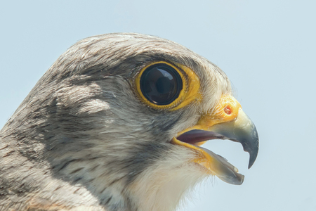 Common Kestrel Portrait Beak Wide Open (Falco tinnunculus) European kestrel.の写真素材