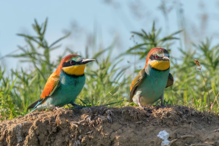 European Bee-Eater (Merops Apiaster)