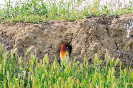 European Bee-Eater (Merops Apiaster)の写真素材