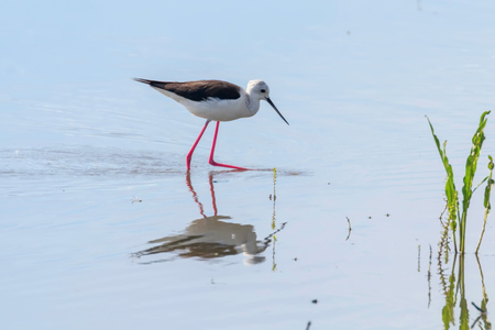Black Winged Stilt in Shallow Water (Himantopus himantopus)の写真素材