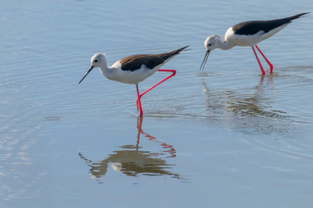 Black Winged Stilt in Shallow Water (Himantopus himantopus)の写真素材