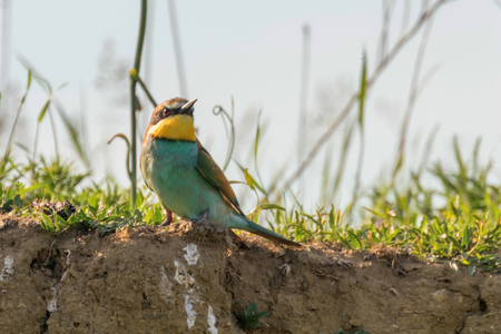 European Bee-Eater (Merops Apiaster)の写真素材