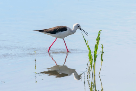 Black Winged Stilt in Shallow Water (Himantopus himantopus)の写真素材
