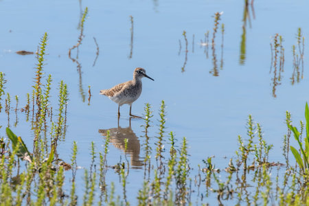 Sandpiper, Wood Sandpiper in Shallow Water (Tringa glareola) Wader Bird Sandpiper