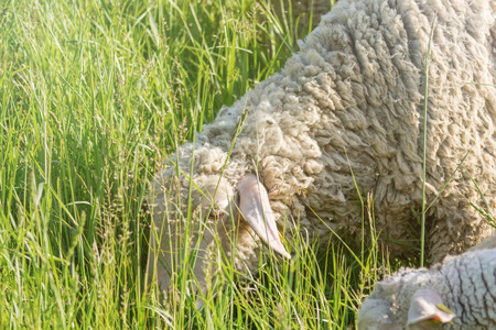 White Woolly Sheep Flock Grazing in a Green Fieldの写真素材