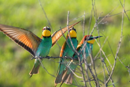 European Bee-Eater (Merops Apiaster)の写真素材