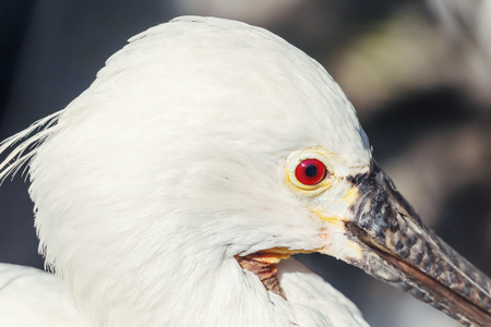 Spoonbill close up portrait. Common spoonbill (Platalea leucorodia)の写真素材