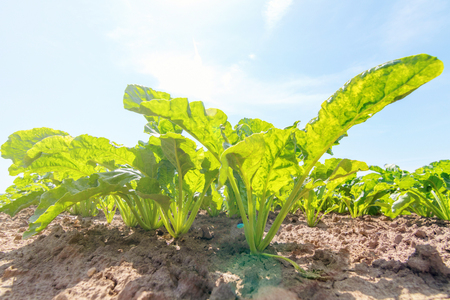 Sugar beet field. Green sugar beets in the ground.の写真素材
