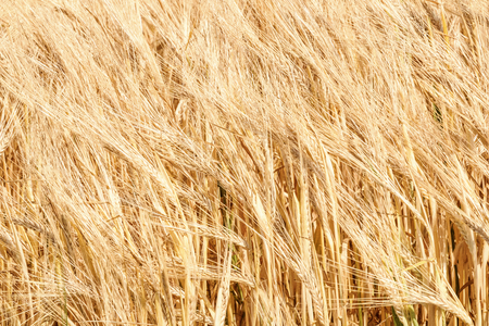 Golden ears of wheat in summer on the field. Wheat Background.の写真素材