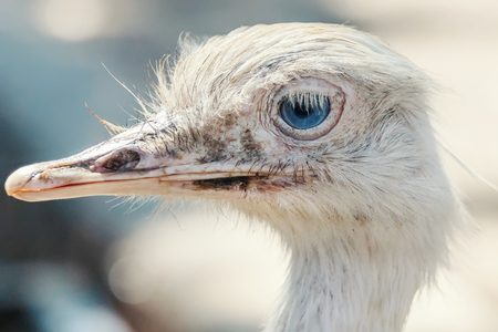Close up Portrait of Nandu (greater rhea)の写真素材