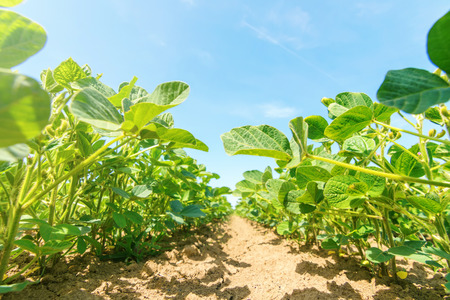 Young green soy plants with large leaves grow in the field.の写真素材