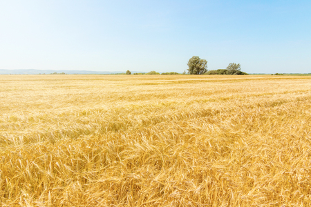 Golden ears of wheat in summer on the field. Wheat Background.の写真素材