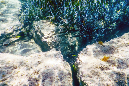 Underwater background with seaweedの写真素材