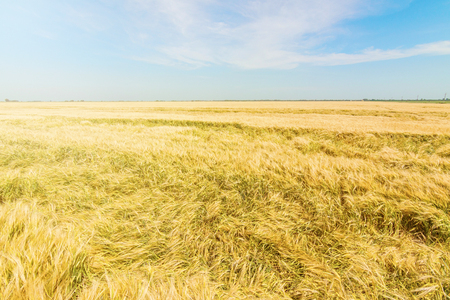 Wheat and sun under blue skyの写真素材