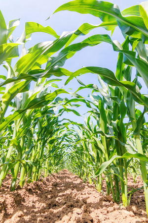 Green corn growing on the field. Green Corn Plants.の写真素材