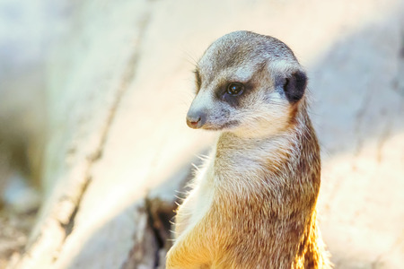 Meerkat Portrait Close Up (Suricata suricatta)の写真素材