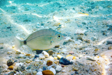 Sunbeams underwater rocks and pebbles on the seabed swimming fishの写真素材