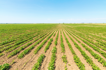 Green ripening soybean field. Rows of green soybeans. Soy plantation.の写真素材