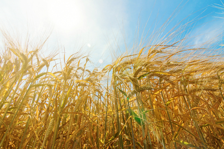 Wheat and sun under blue skyの写真素材