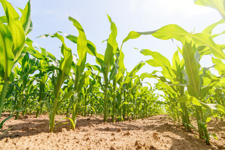 Green corn growing on the field. Green Corn Plants.の写真素材