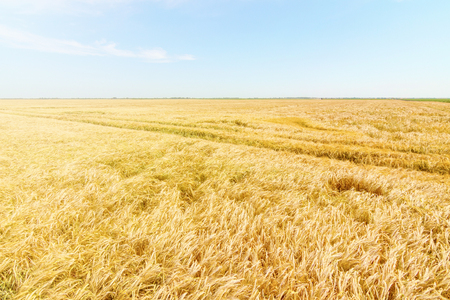 Wheat and sun under blue skyの写真素材