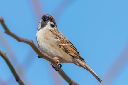 Tree Sparrow on branch (Passer montanus) Close Upの写真素材