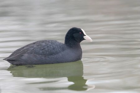 Coot swimming (Fulica atra) Close up Eurasian Cootの写真素材