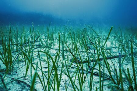 Underwater Green Sea Grass, Sea Grass Underwaterの写真素材