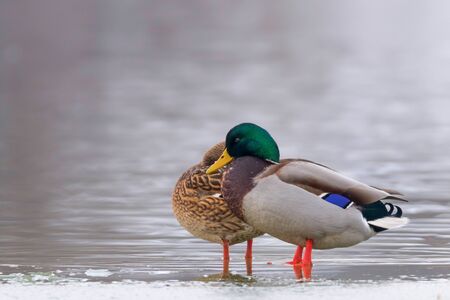 Wild duck pair on ice in winter time (Anas platyrhynchos)の写真素材