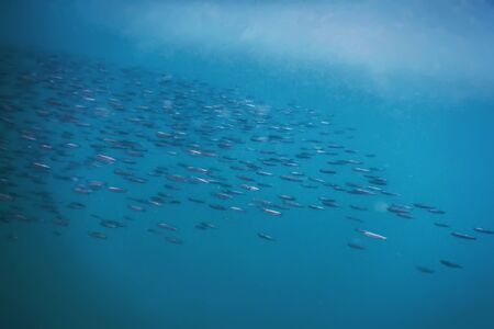 Fish School Underwater. Fishes underwater background.の写真素材