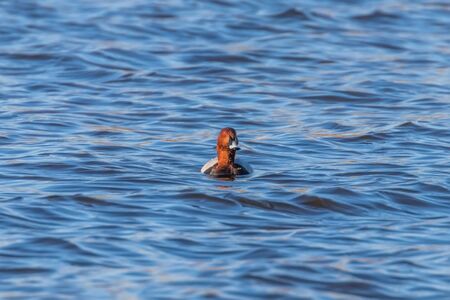 Common Pochard male swimming in the lake (Aythya ferina)の写真素材