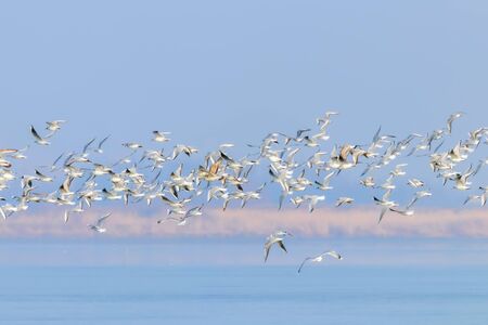 Flying Seagulls, flock of seagulls in flightの写真素材