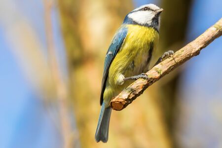 Blue tit on branch, Eurasian blue tit, (Cyanistes caeruleus) Cute little Birdの写真素材