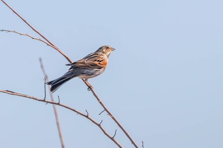 Common reed bunting (Emberiza schoeniclus) sitting on branchの写真素材