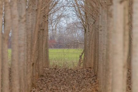 Rows of poplar trees, spring time, countrysideの写真素材